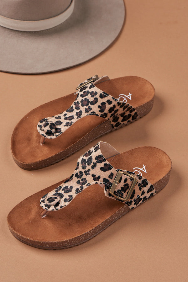 Lirio Colores de Temporada